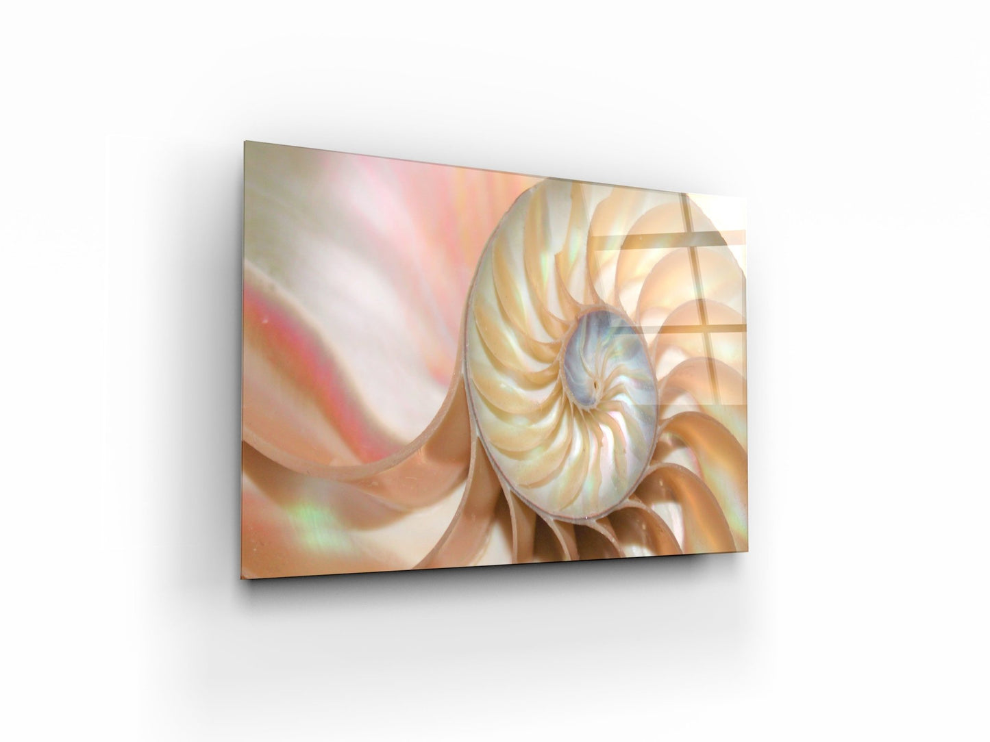 Shell pearl nautilus Fibonacci section spiral - OCP TINY THINGS