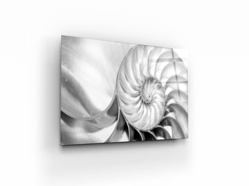 Shell pearl nautilus Fibonacci section spiral B&W