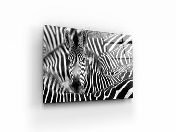 Zebra in Black and White